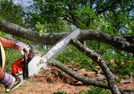 Professional  Tree Services in Jersey Shore, PA