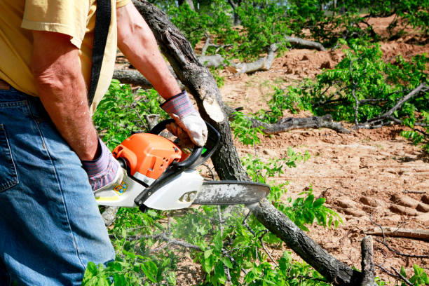 Why Choose Our Tree Removal Services in Jersey Shore, PA?